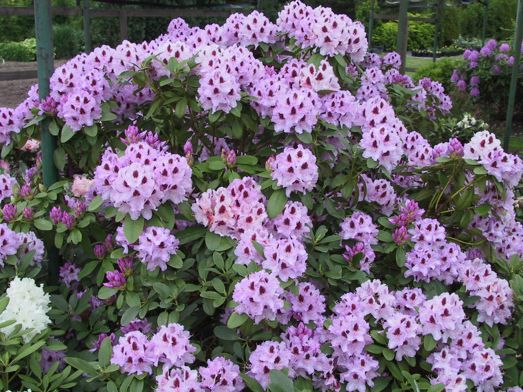 Rhododendron Humboldt 06.JPG